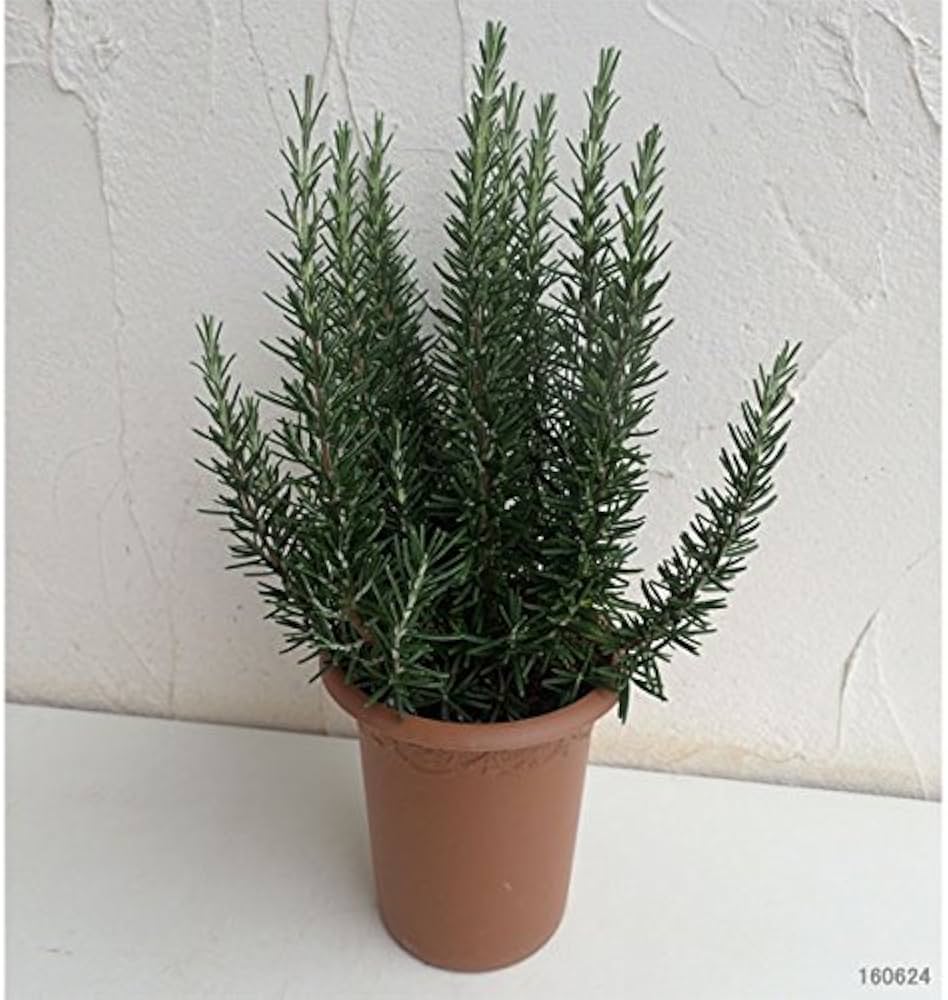 【toko❗️高さ60㎝前後‼️】ローズマリー　マリンブルー　2本セット ローズマリー（立性）：マリンブルー4号 2株セット の通販